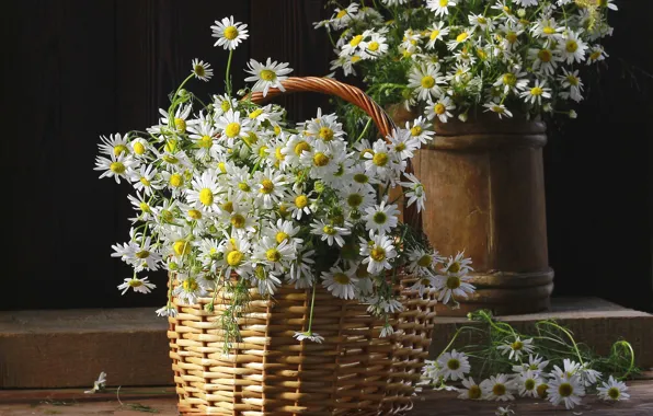 Flowers, Board, chamomile, bouquet, white, still life, basket, a lot
