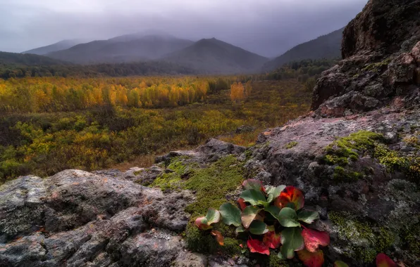 Autumn, forest, leaves, mountains, fog, stones, rocks, vegetation