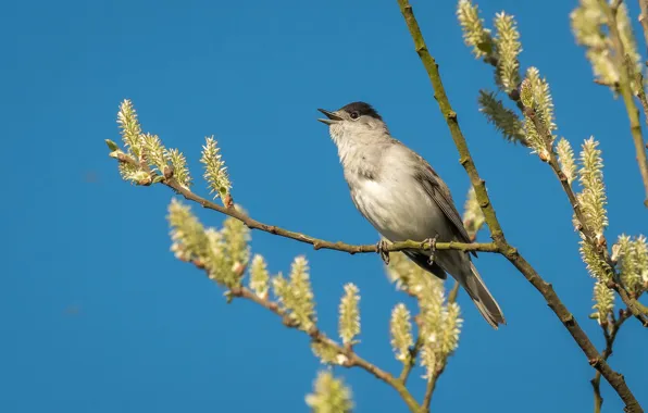 Branches, nature, bird
