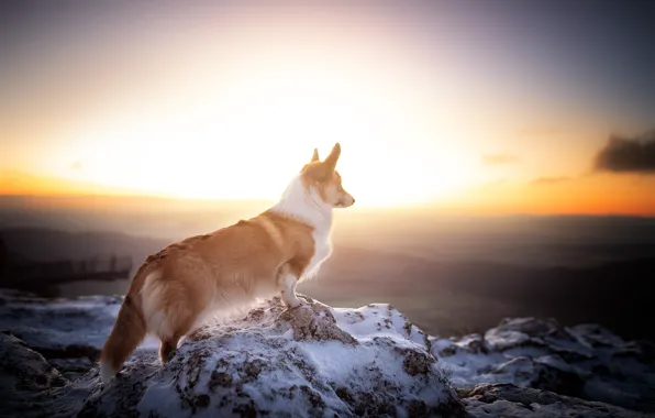 Winter, look, snow, nature, pose, dog, face, Corgi