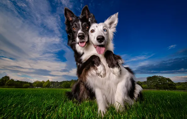 Dogs, look, nature, pose, friends, faces