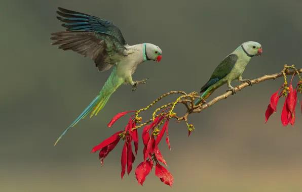 Leaves, birds, pose, background, bird, wings, branch, parrot