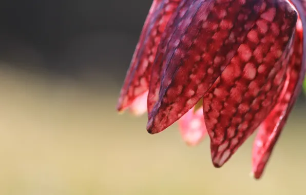 Macro, flowers, nature