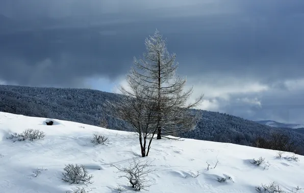 Winter, the sky, clouds, snow, mountains, tree