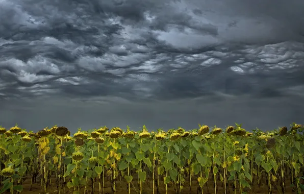 Picture the sky, sunflowers, landscape