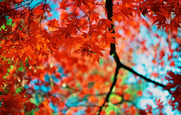 Autumn, leaves, color, branches, red