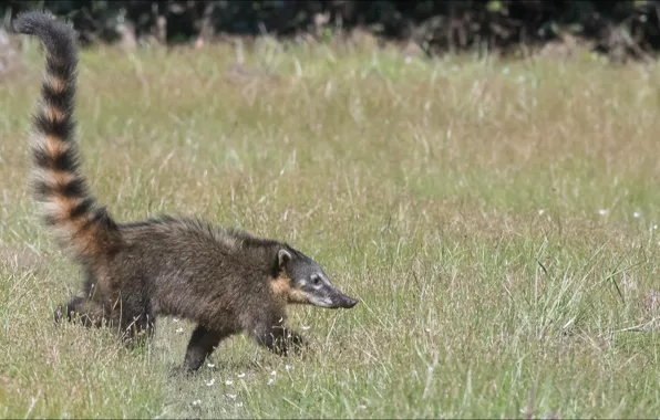 Tail, trail, coati, coati, step by step, slowly