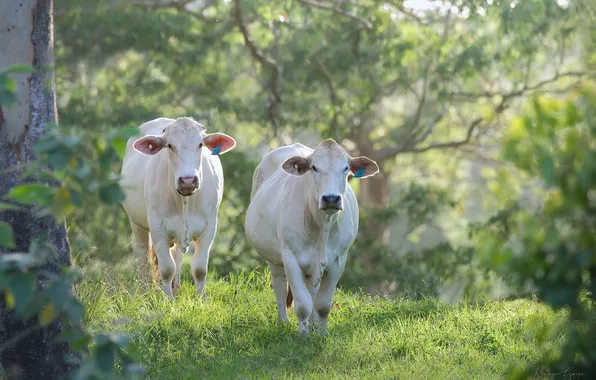 Summer, cows, meadow, pair