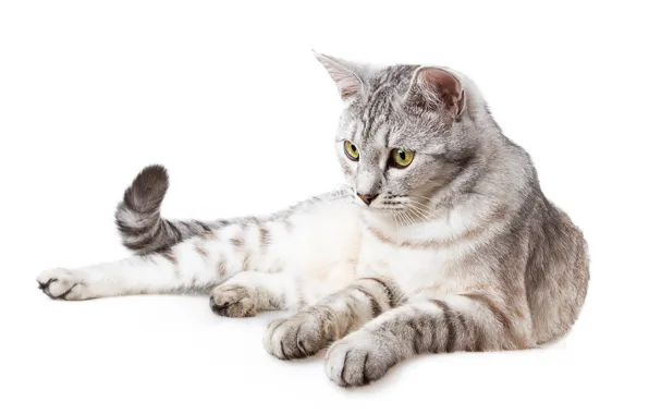 Picture cat, cat, white background