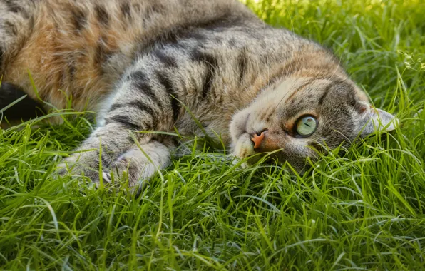 Cat, grass, cat, look, face, pose, grey, stay