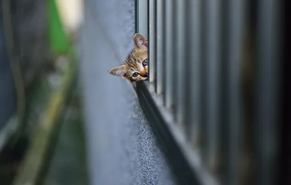 Kitty, looks, wall, spying