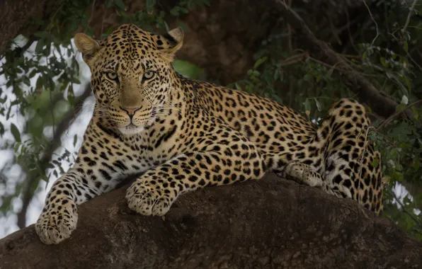 Picture look, predator, leopard, wild cat