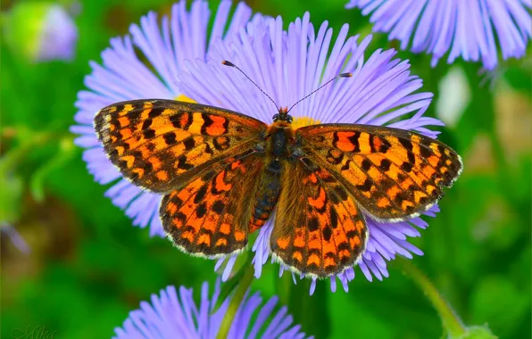 Picture Butterfly, Macro, Butterfly, Macro., Asters, Asters