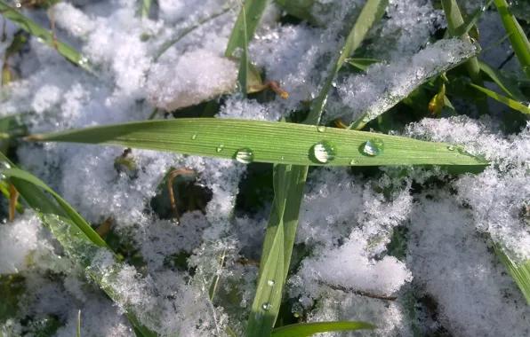 Autumn, grass, drops, snow, first, November