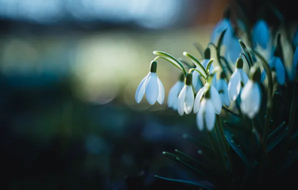 Picture Flowers, Nature, White, Snowdrops