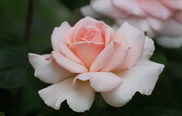 Rose, petals, Bud