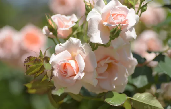 Picture tenderness, roses, buds