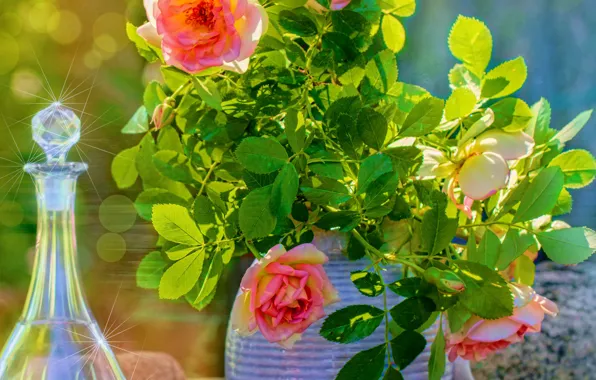 Picture bright, roses, pot