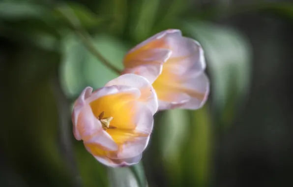 Flowers, nature, tulips