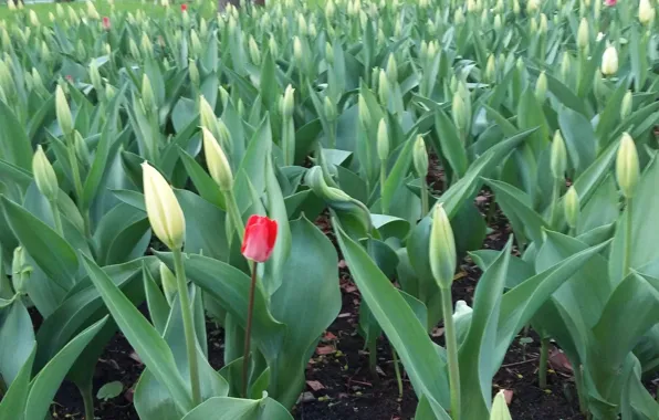 Picture leaves, stem, tulips, buds, flowerbed, may 2017