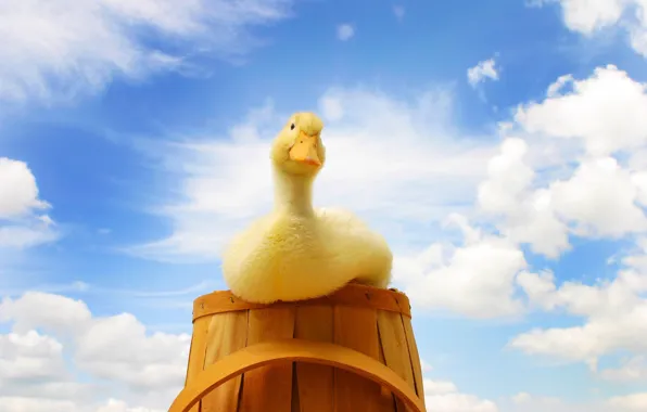 Picture The sky, Basket, Duck