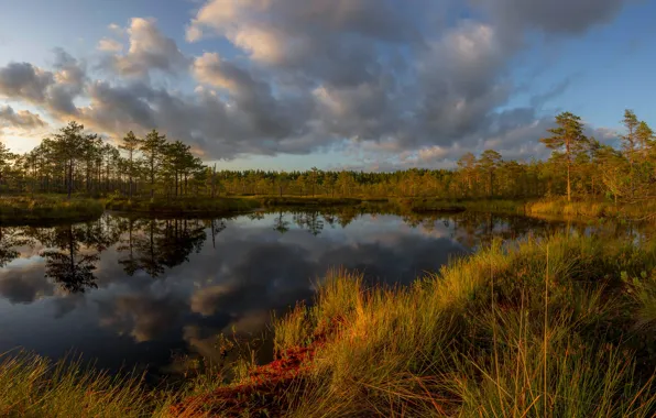 Autumn, forest, grass, clouds, landscape, sunset, nature, reflection