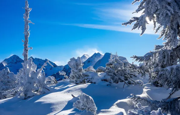 Winter, snow, trees, mountains, Austria, Alps, the snow, Austria