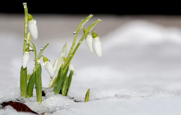 Picture drops, snow, flowers, nature, spring