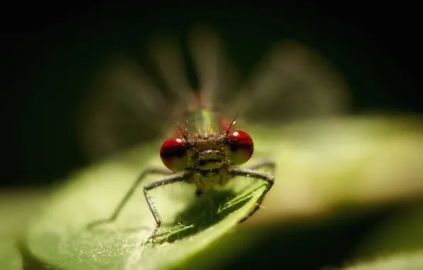 Macro, nature, insect