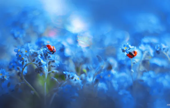 Macro, ladybugs, floral, nasekomye, Anastasia Ri