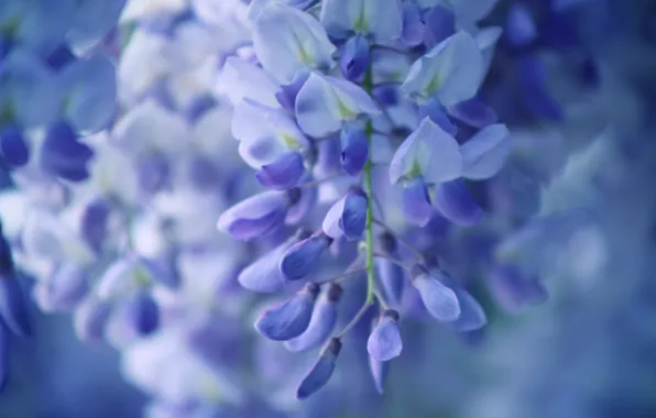 Picture flowers, bunch, lilac, Wisteria