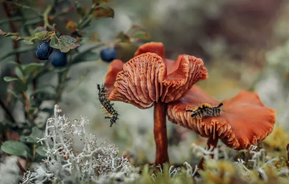 Leaves, caterpillar, nature, pose, berries, glade, mushrooms, Bush