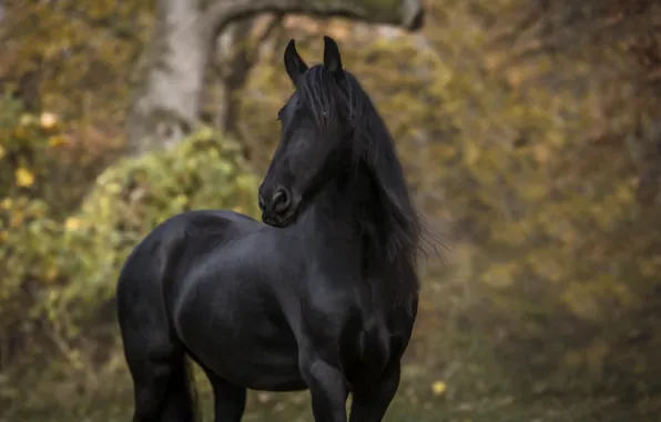 Picture autumn, nature, horse