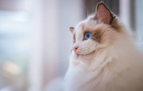 Picture cat, cat, look, face, background, portrait, light, kitty