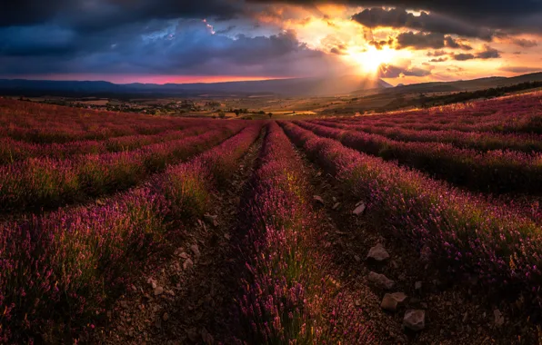 Picture flowers, lavender, plantation, lavender field