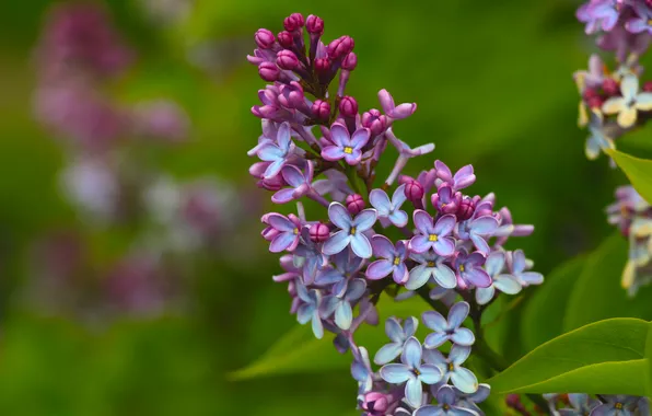 Spring, lilac, twig, blooming