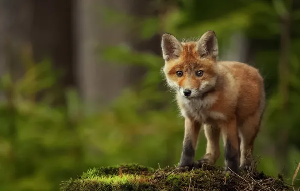 Forest, moss, Fox, Fox, Fox