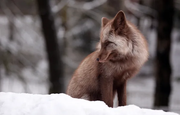 Winter, snow, Fox, bokeh
