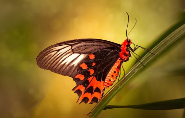Picture leaves, macro, orange, yellow, background, pattern, butterfly, bright