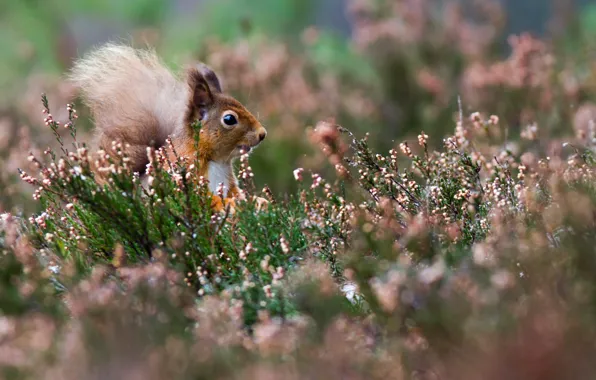 Picture field, flowers, protein, squirrel, Wallpaper from lolita777