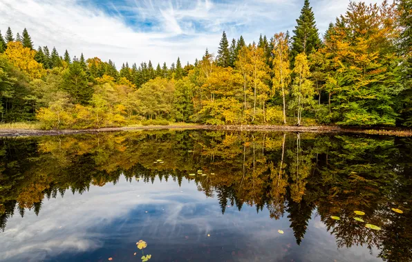 Autumn, forest, the sky, clouds, lake, reflection, shore, water surface