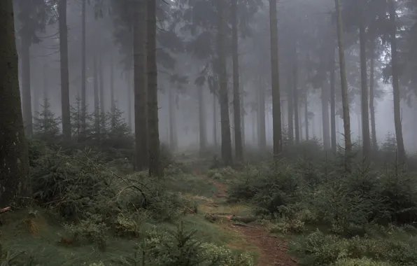 Forest, trees, nature, fog, path