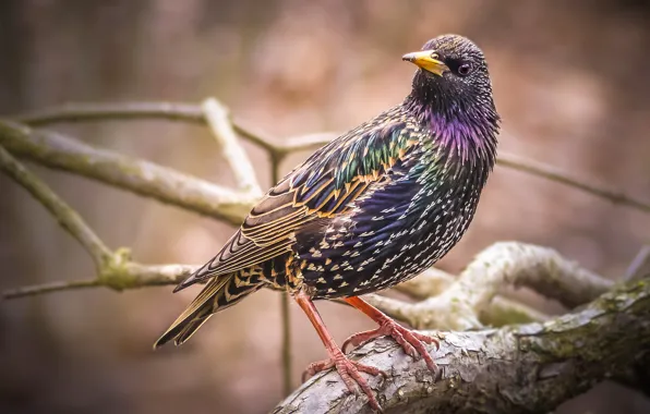 Bright, bird, feathers, motley