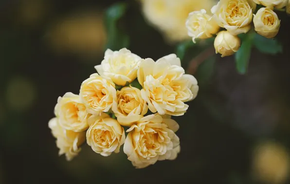 Macro, briar, flowers, yellow, Rose Banks
