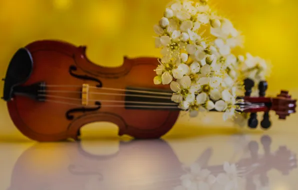 Flowers, violin, spring, petals