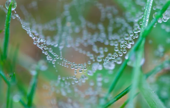 Grass, drops, nature, Rosa, web, gossamer