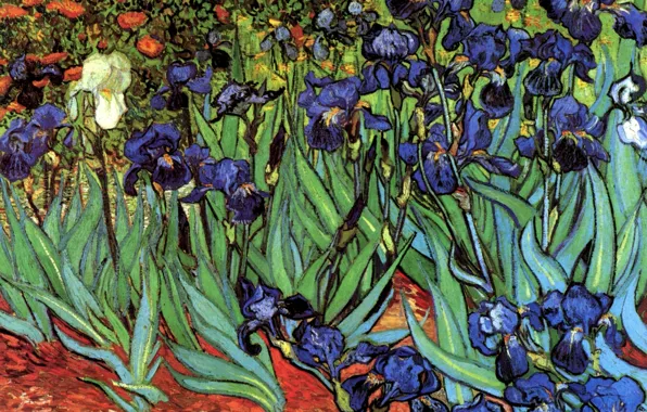 Picture Vincent van Gogh, Irises, different colors