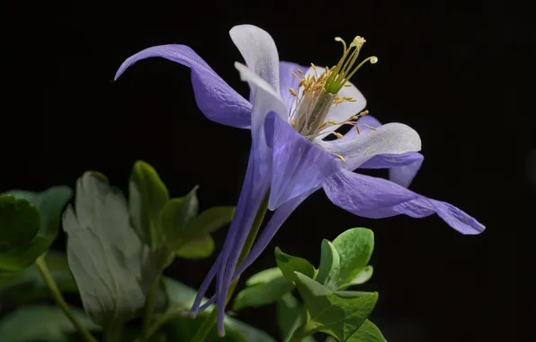 Flower, black background, the catchment, Aquilegia