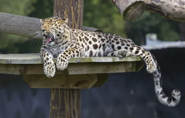 Stay, predator, paws, tail, wild cat, yawns, zoo, the Amur leopard