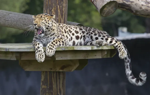 Picture stay, predator, paws, tail, wild cat, yawns, zoo, the Amur leopard